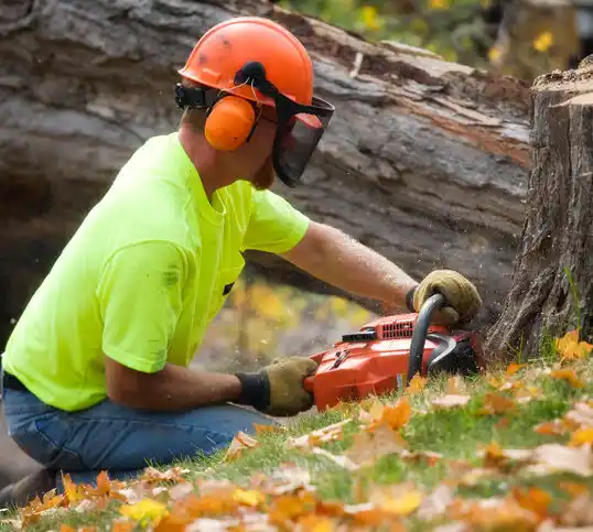 tree services Attica